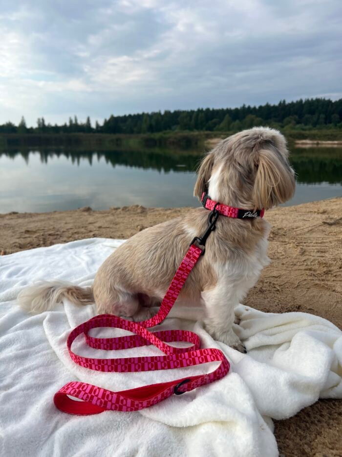 IMG_0506 2 IMG_0506 2