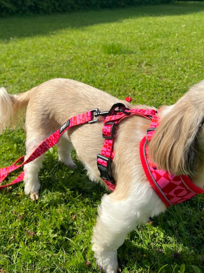 IMG_9927 2 IMG_9927 2